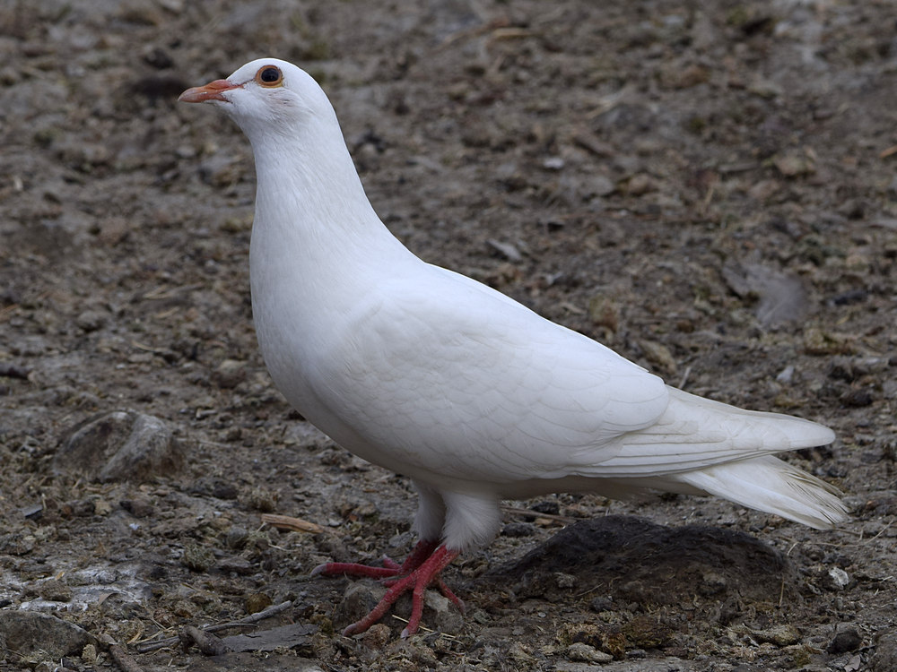 Pigeon.jpg