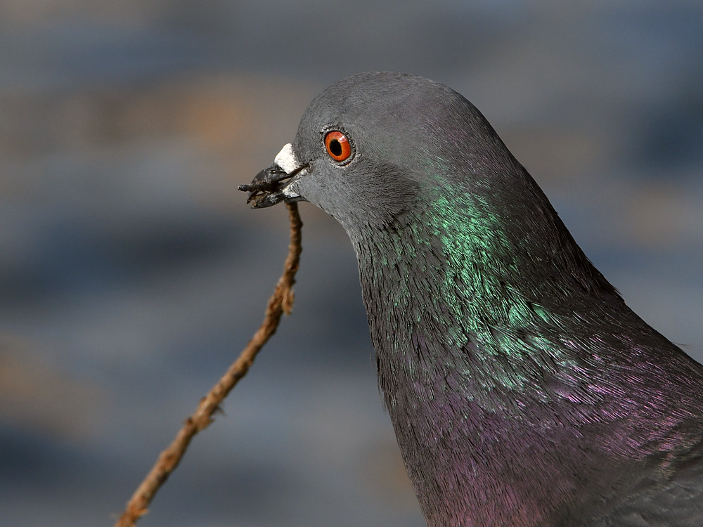 Pigeon.JPG