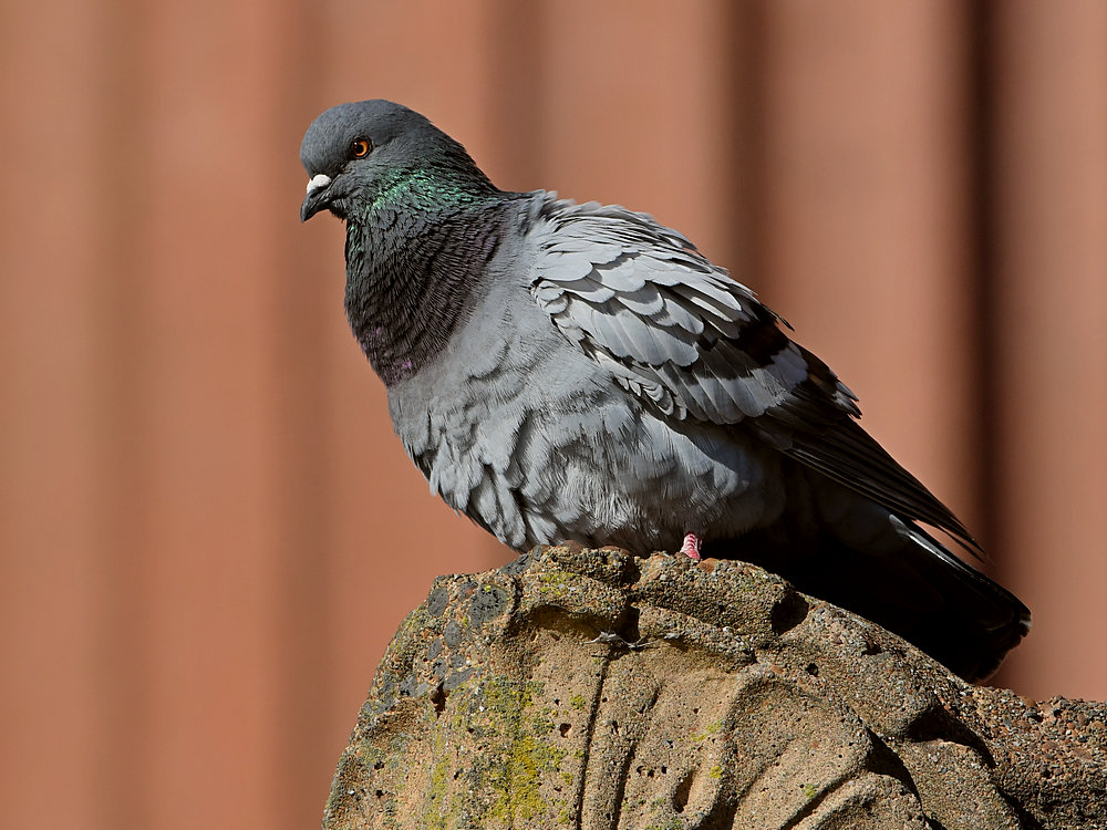 Pigeon.JPG