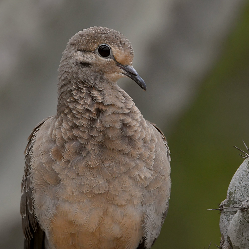 Pigeon.jpg