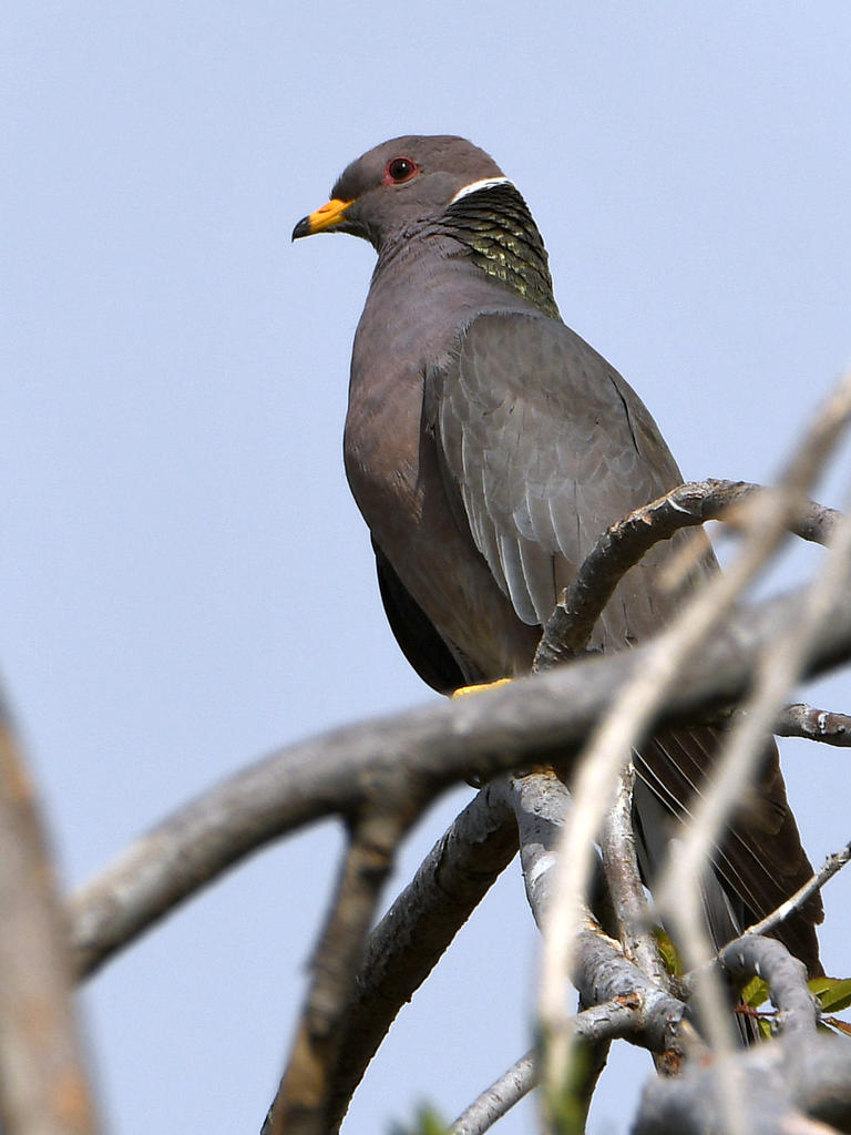 Pigeon.jpg