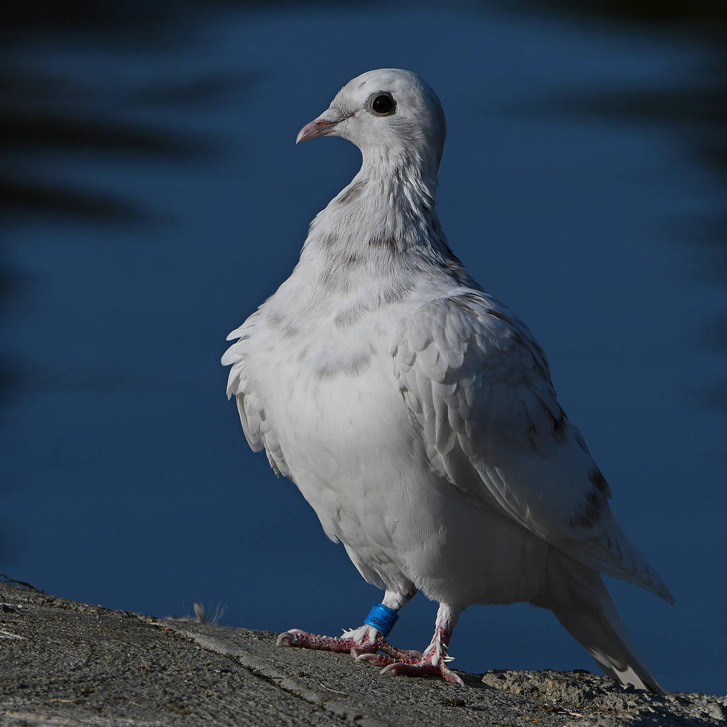 Pigeon10.jpg