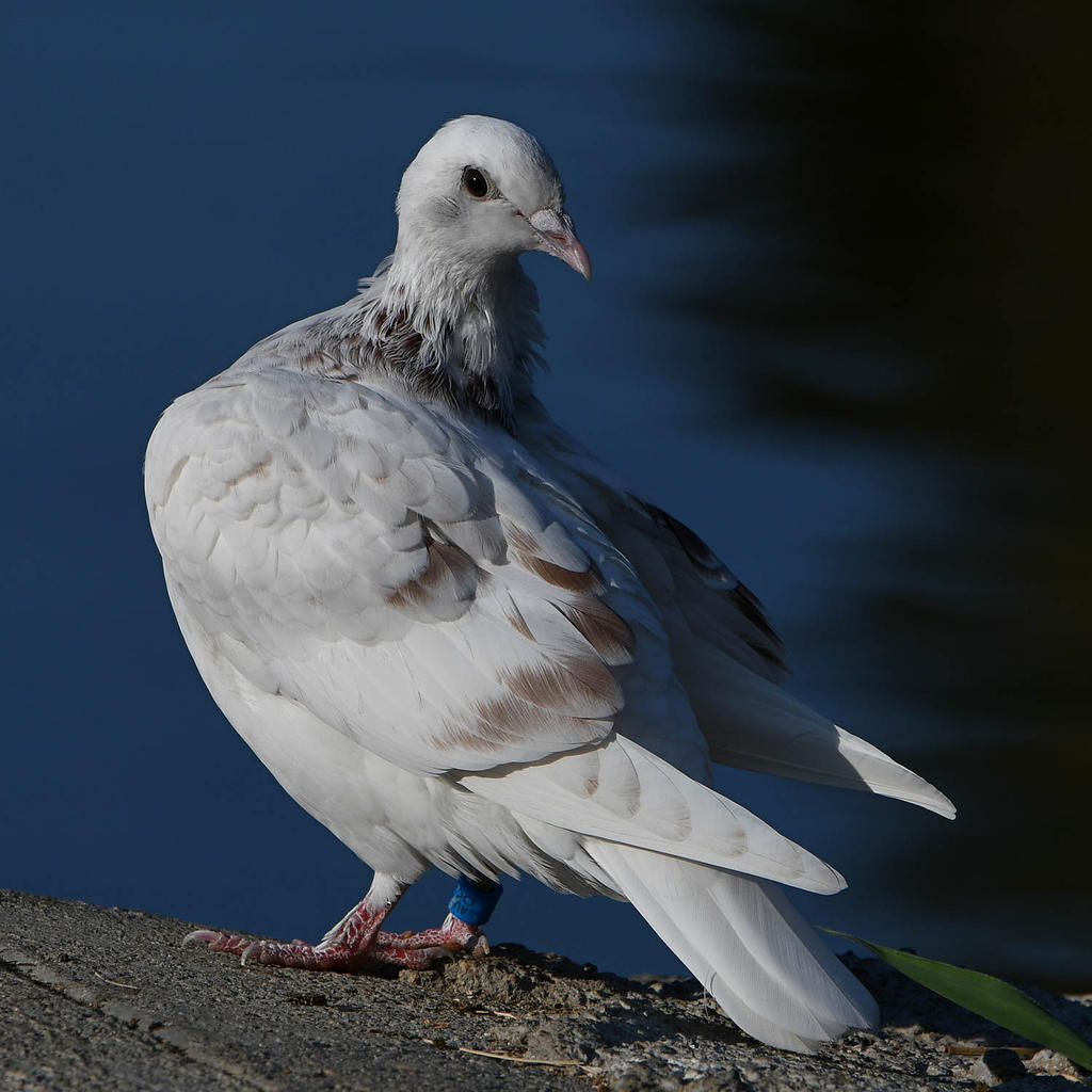 Pigeon13.jpg
