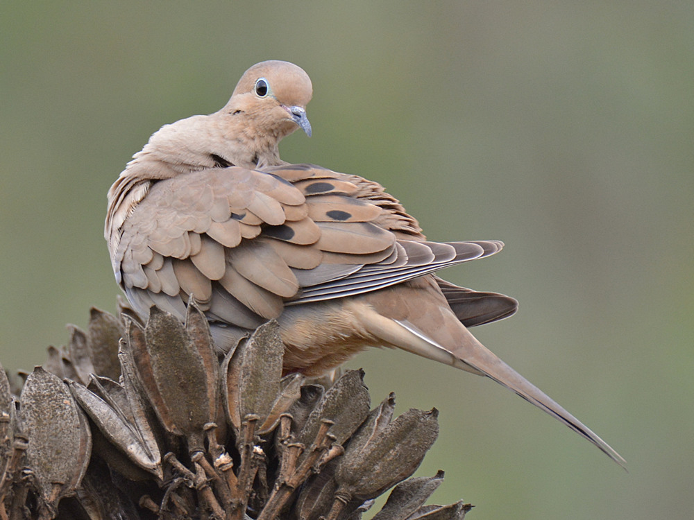 Pigeon2.jpg