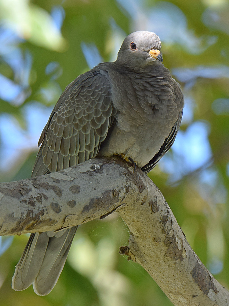 Pigeon2.jpg