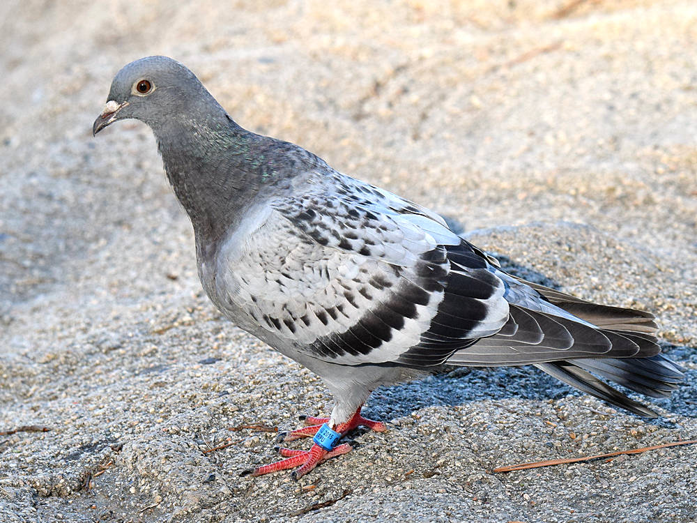 Pigeon2.jpg