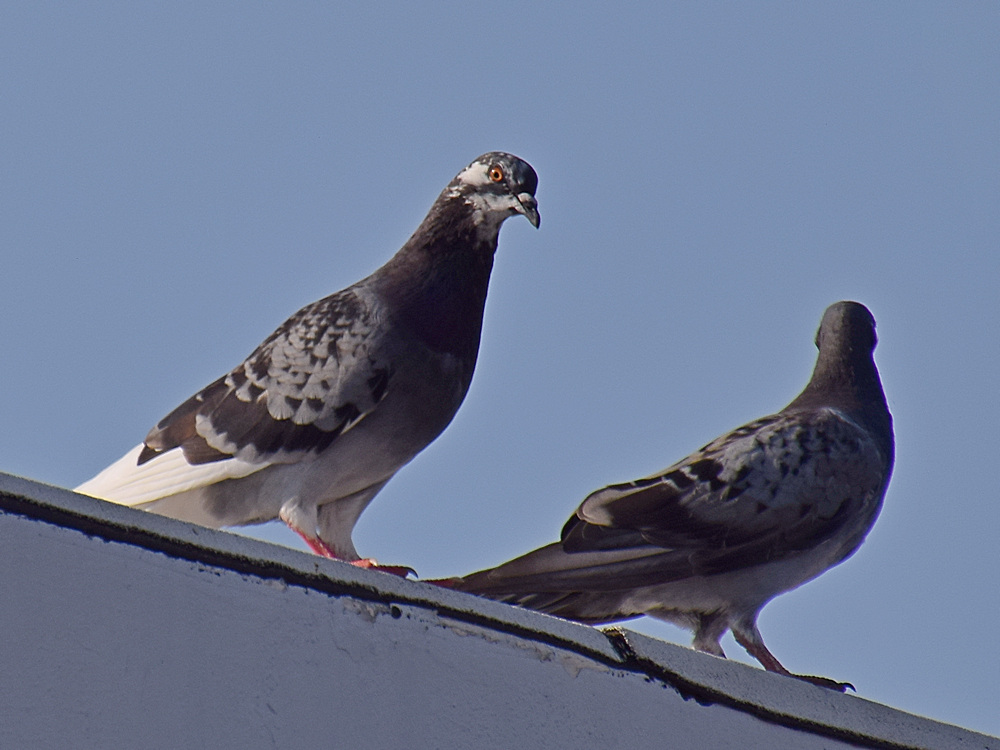 Pigeon2.jpg