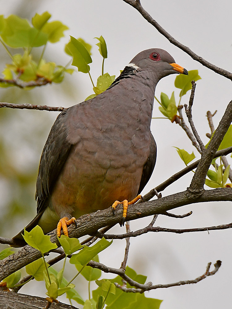 Pigeon2.jpg