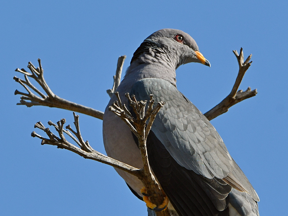 Pigeon2.jpg