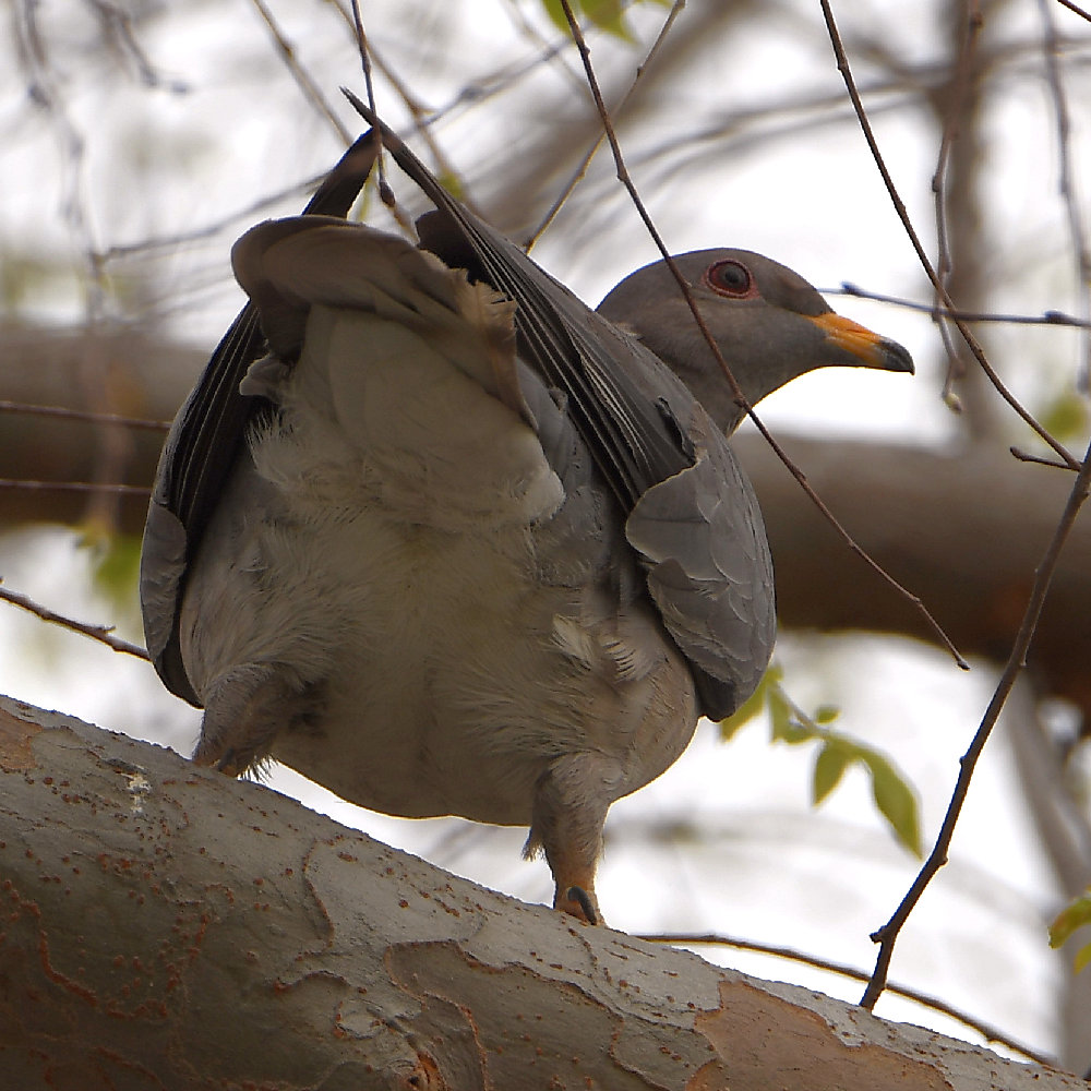 Pigeon2.jpg