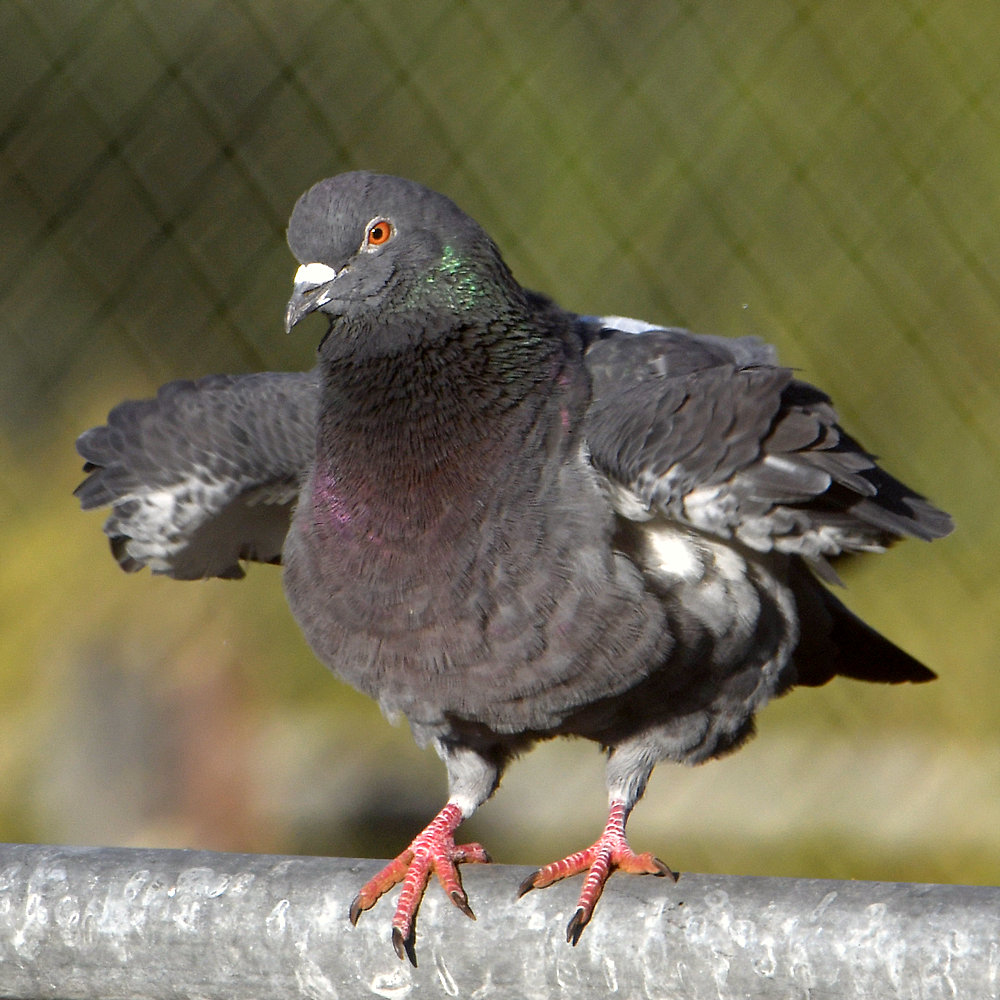 Pigeon2.jpg