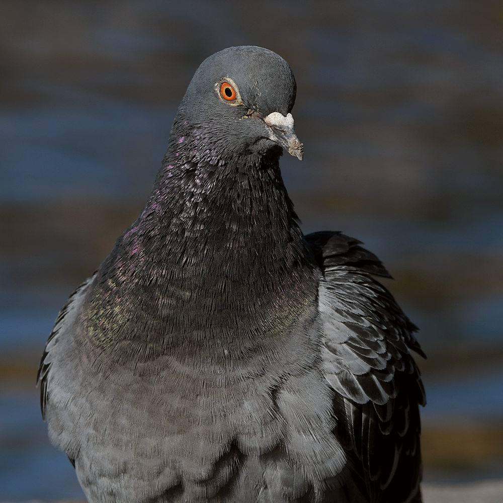 Pigeon2.JPG