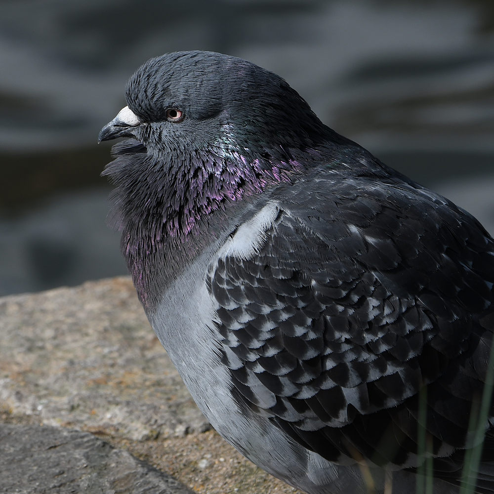 Pigeon2.JPG