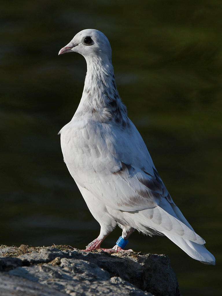 Pigeon2.jpg
