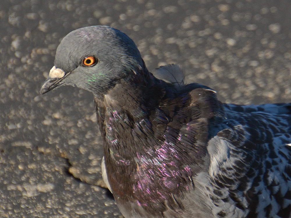 Pigeon3.jpg