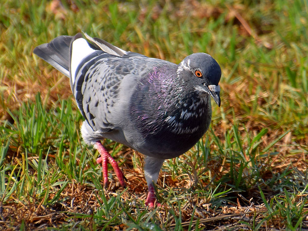 Pigeon3.jpg