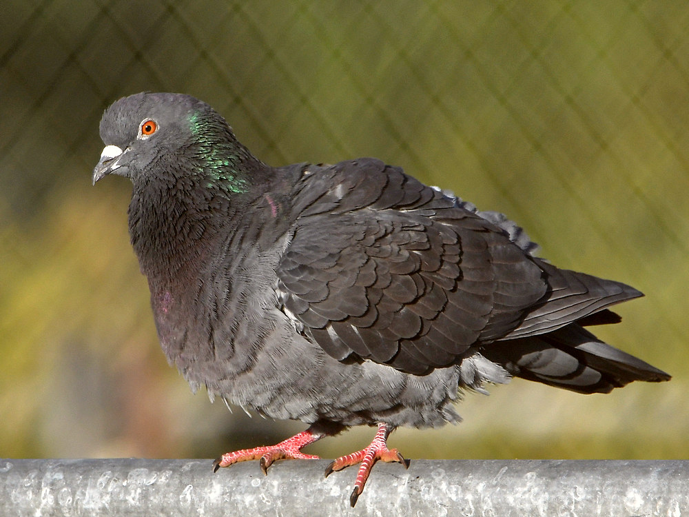 Pigeon3.jpg