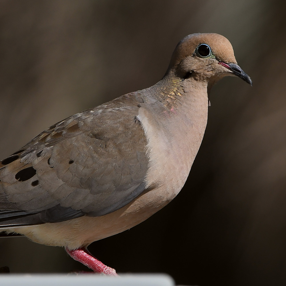Pigeon3.jpg