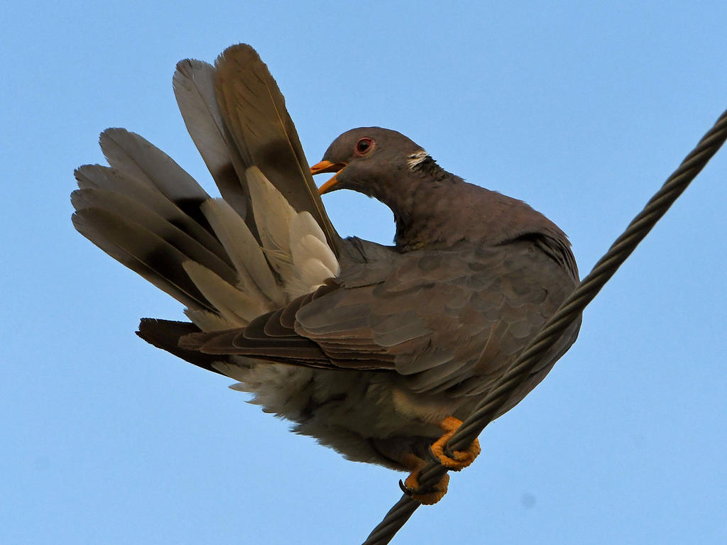 Pigeon3.jpg