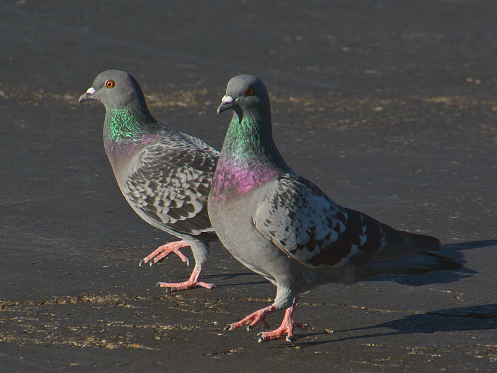 Pigeon4.jpg