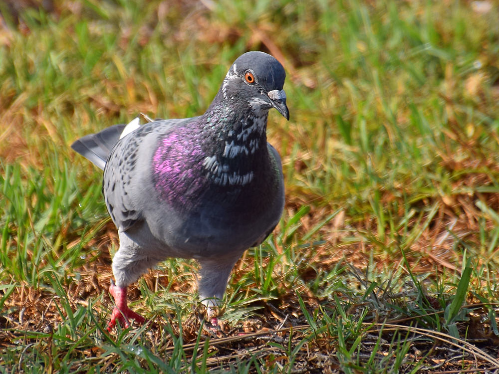 Pigeon4.jpg
