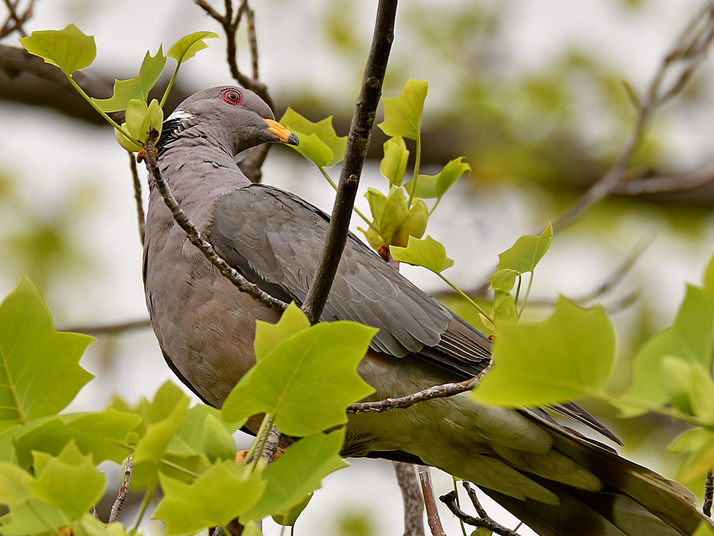 Pigeon4.jpg