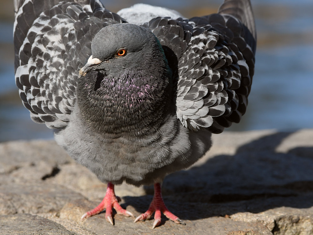 Pigeon4.JPG