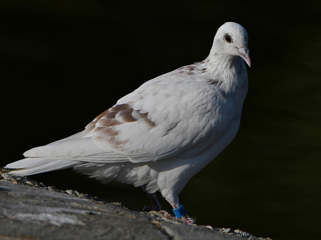 Pigeon4.jpg