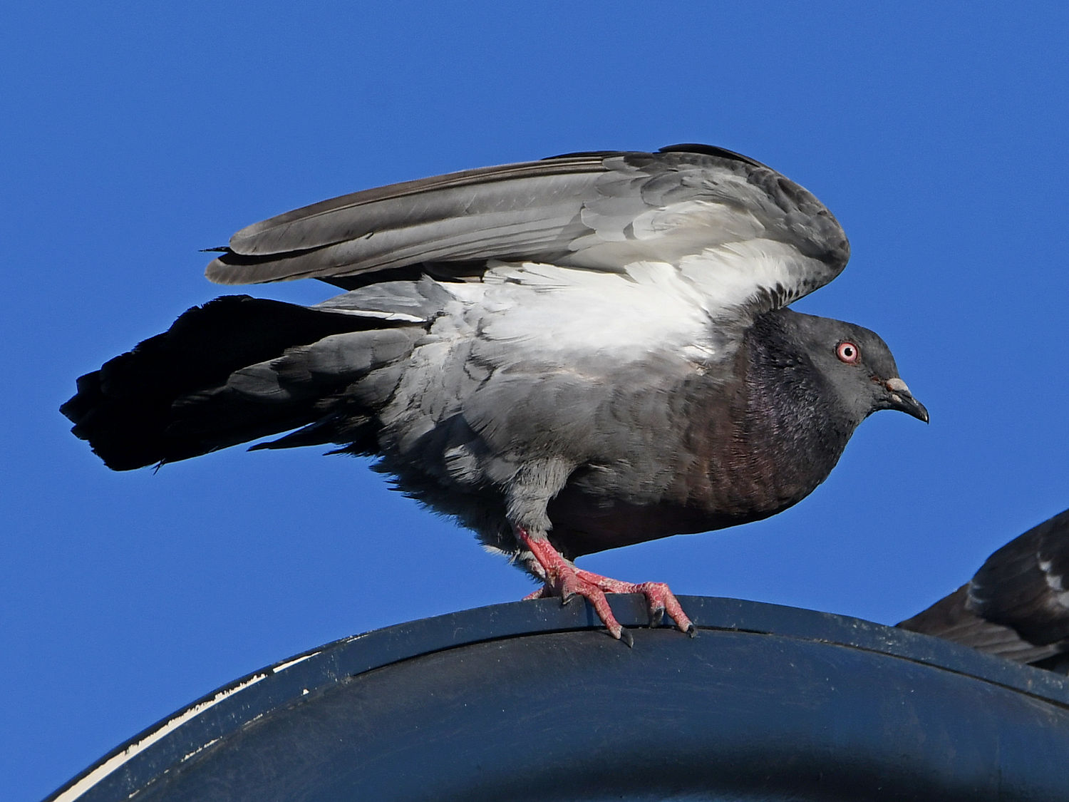 Pigeon4.jpg