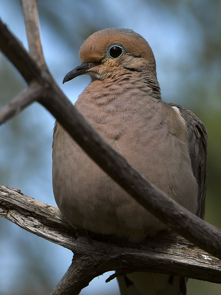 Pigeon5.jpg