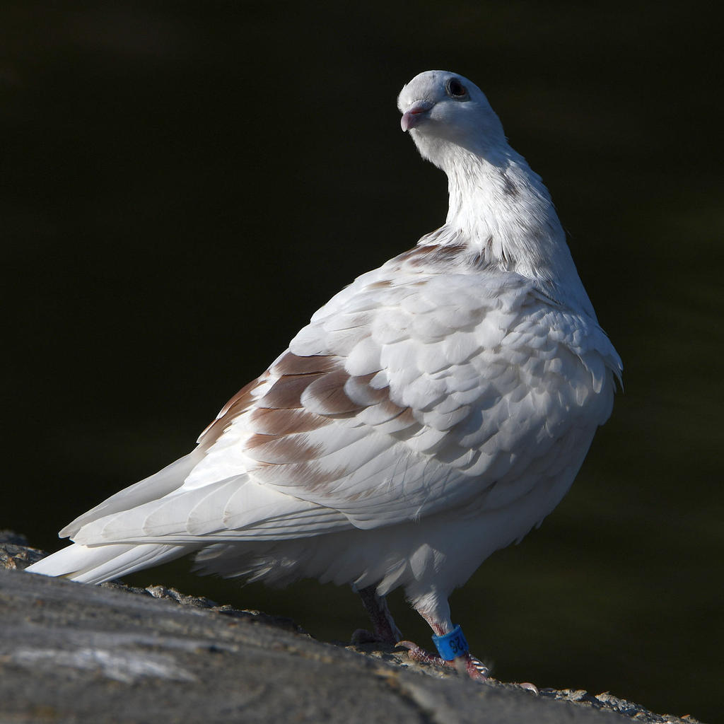 Pigeon5.jpg