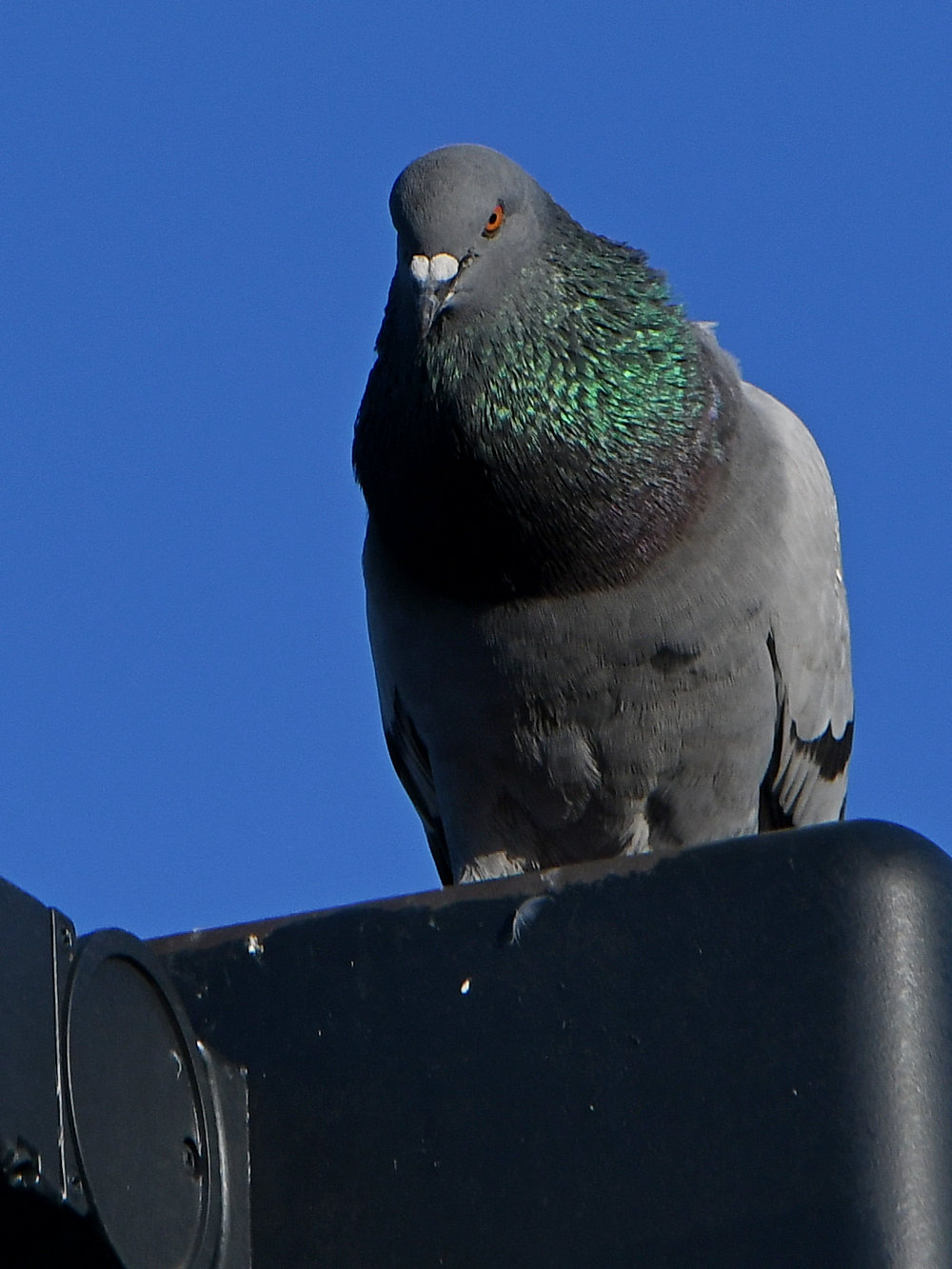 Pigeon5.jpg