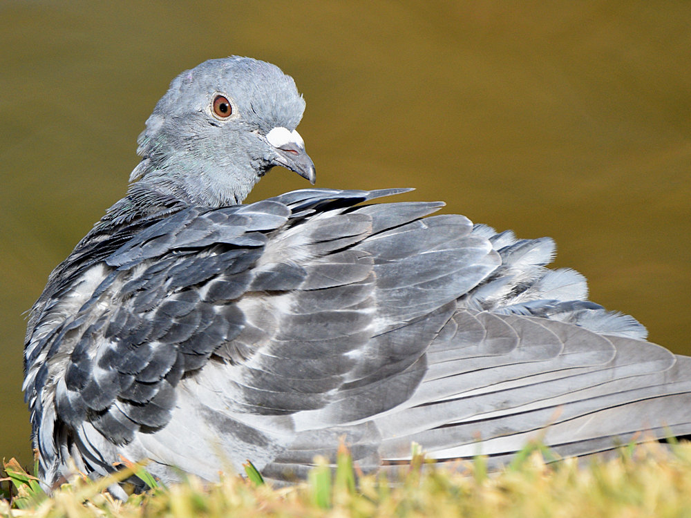 Pigeon6.jpg
