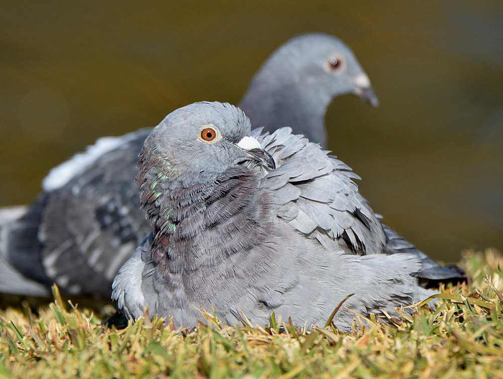 Pigeon7.jpg