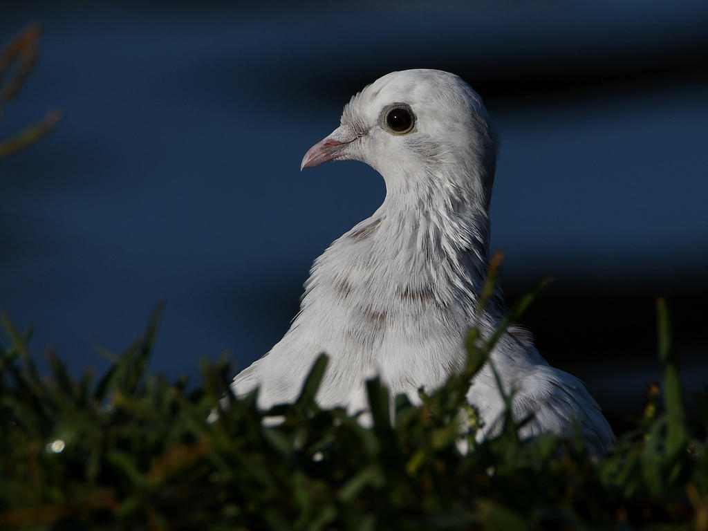 Pigeon7.jpg