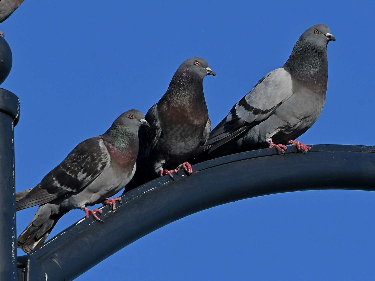 Pigeon7.jpg