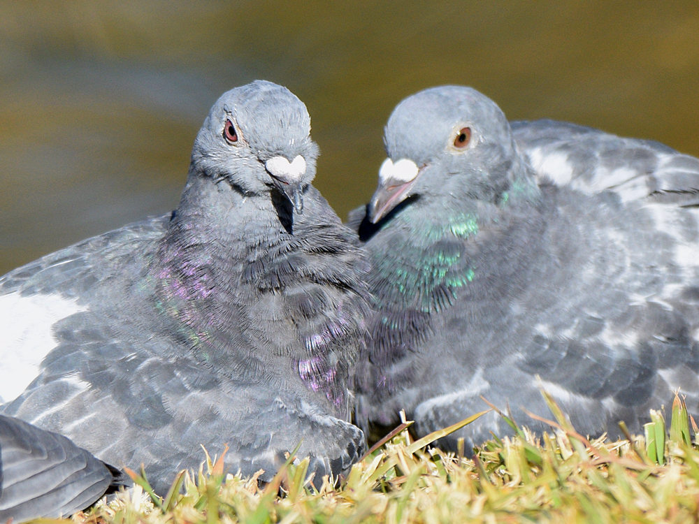 Pigeon8.jpg