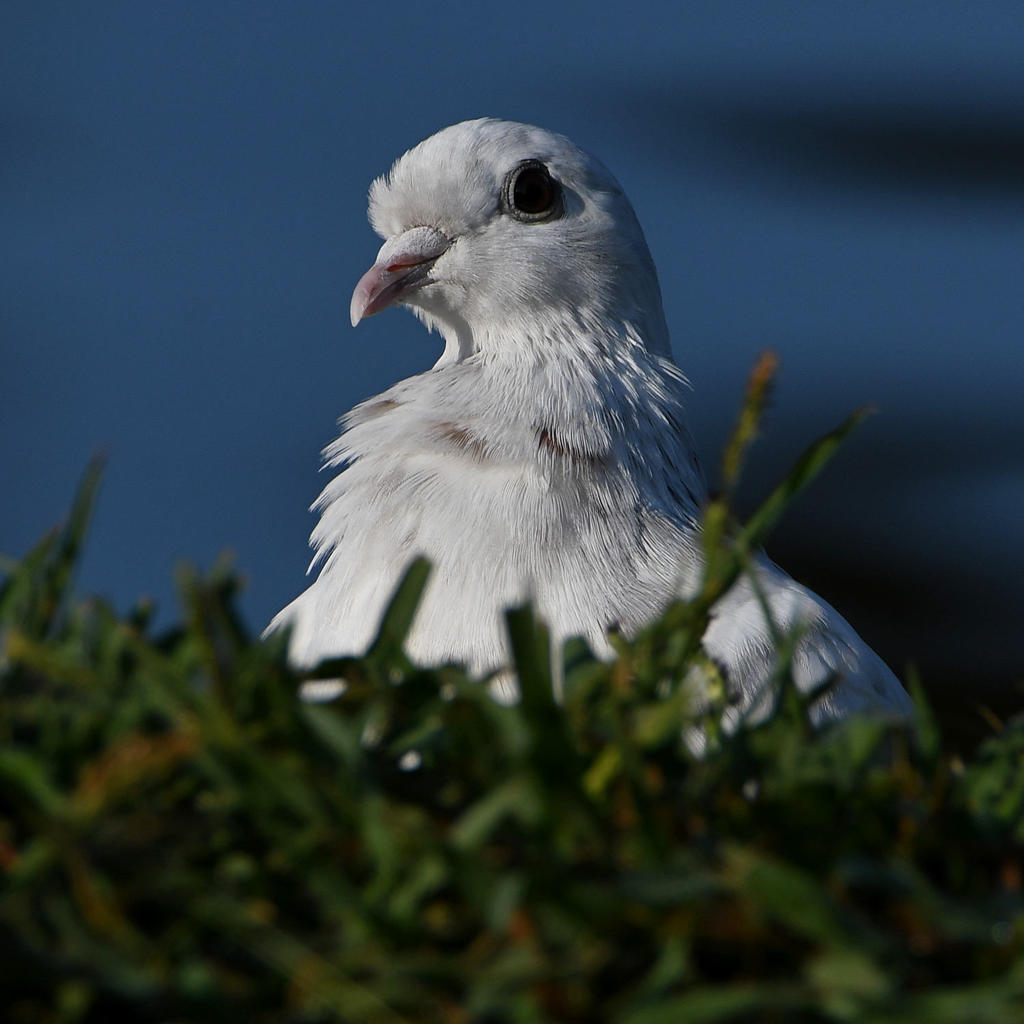 Pigeon9.jpg