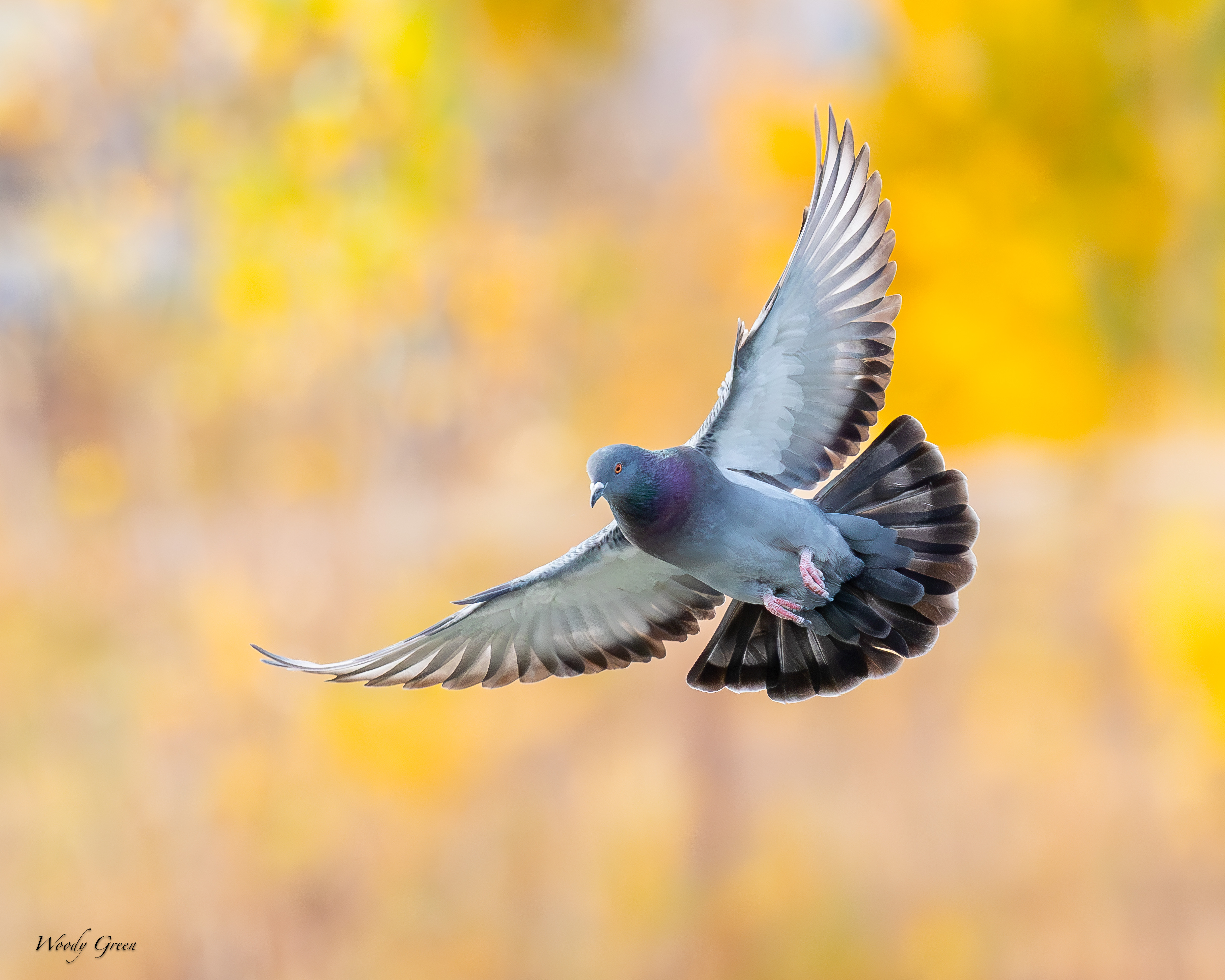 PigeonAutumn-120.jpg