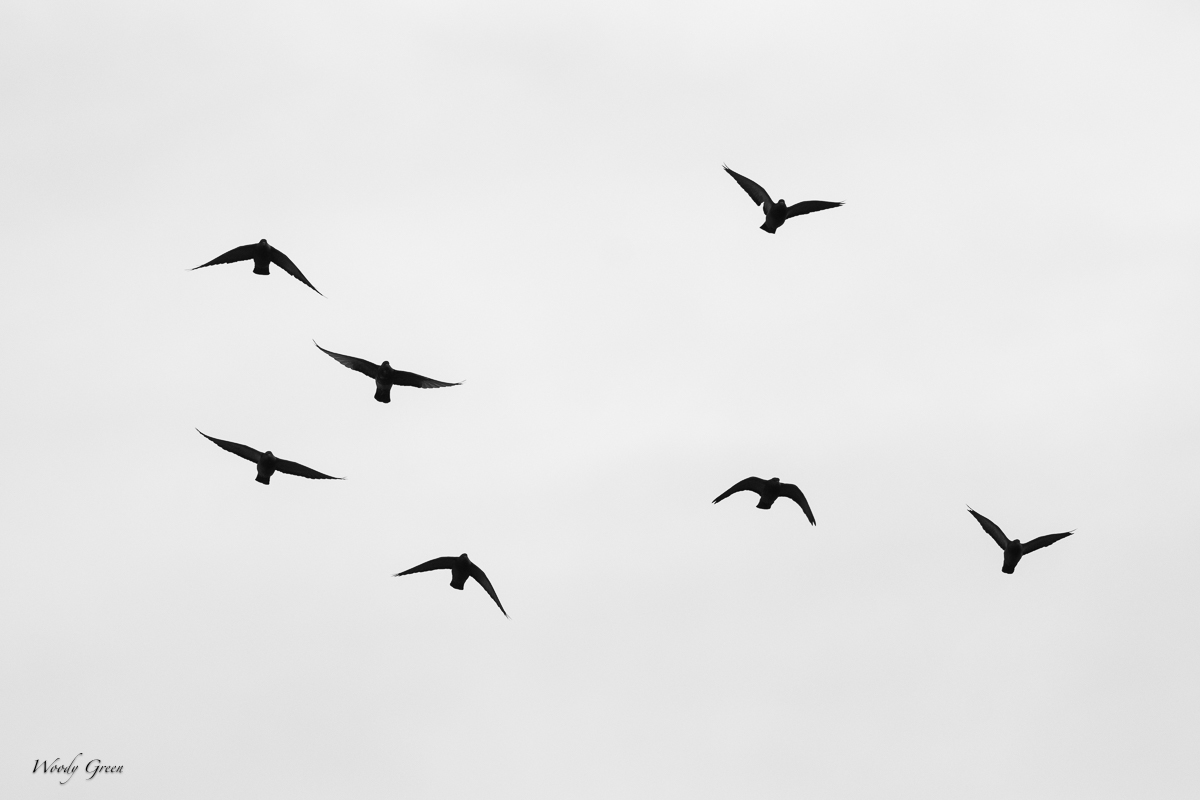 PigeonBW-170.jpg