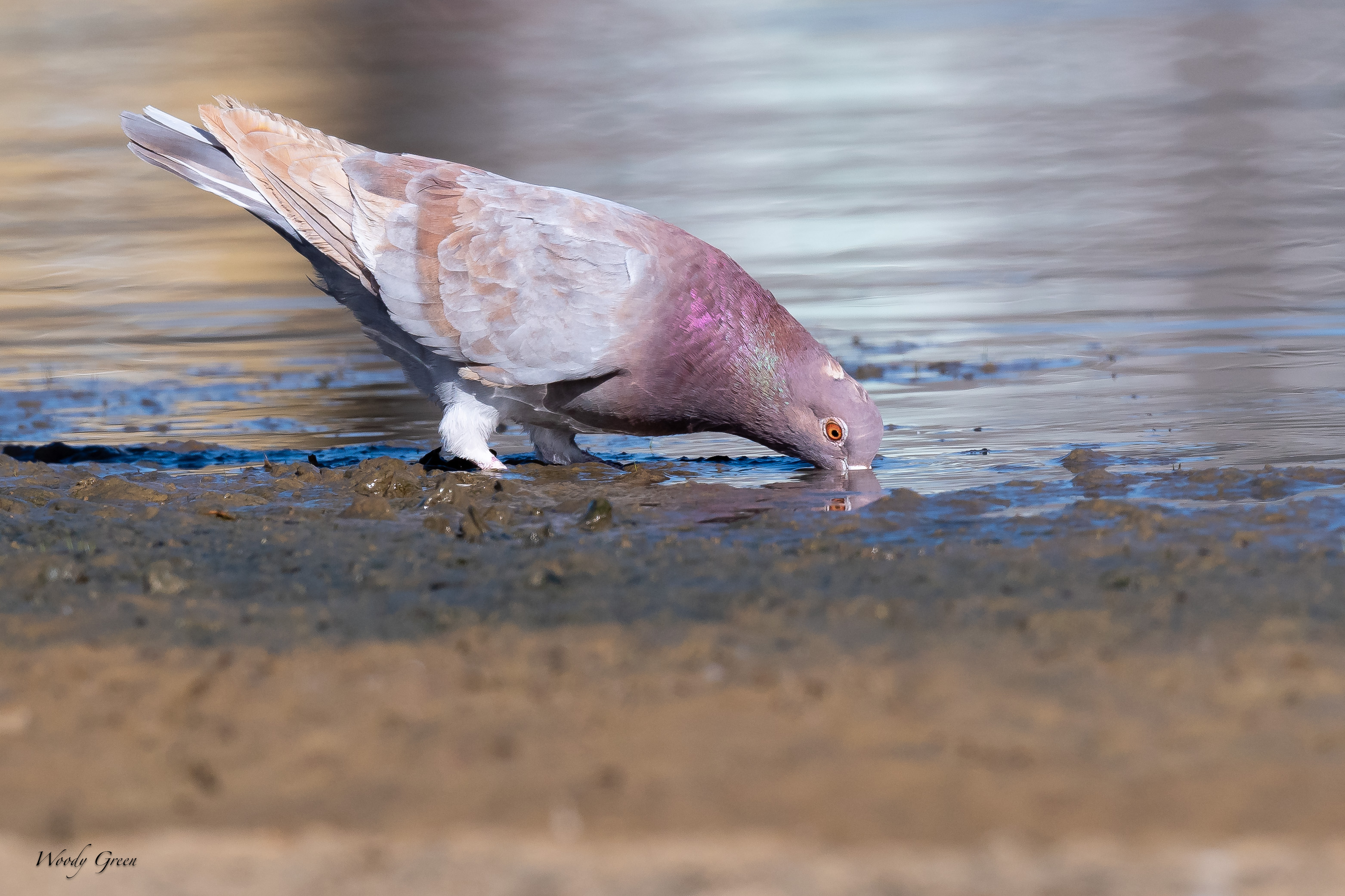 PigeonDrink-111.jpg