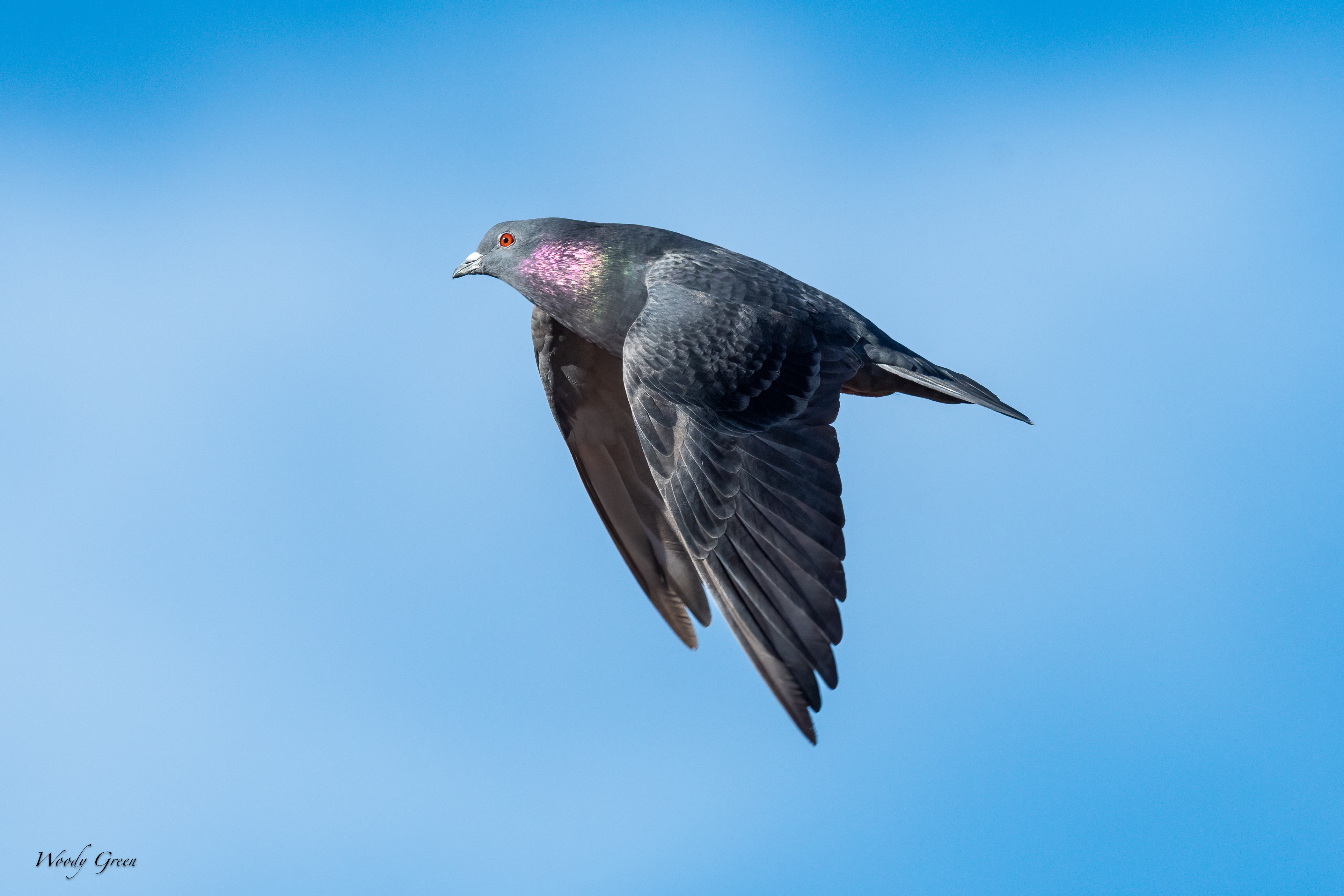 PigeonFlight-260.jpg