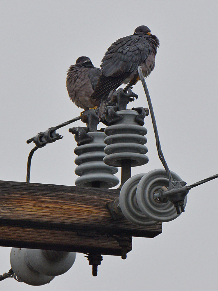 Pigeons.jpg