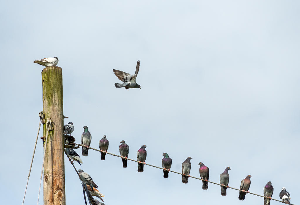 Pigeons on a Wire 2.jpg