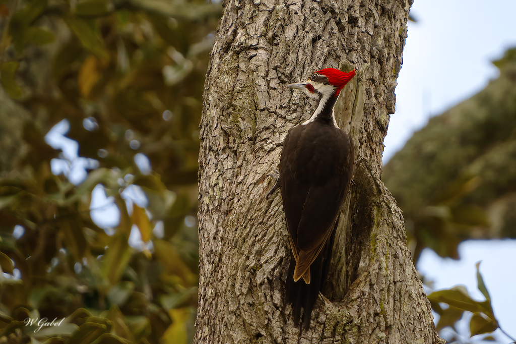 pileated in Savannah sm.jpg