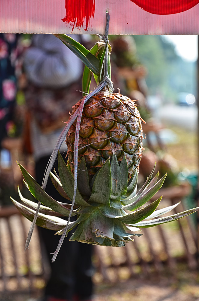 pine-2.jpg