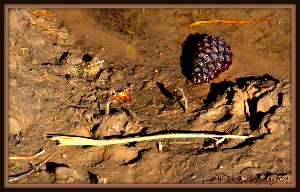 Pine Cone in the Mud.jpg