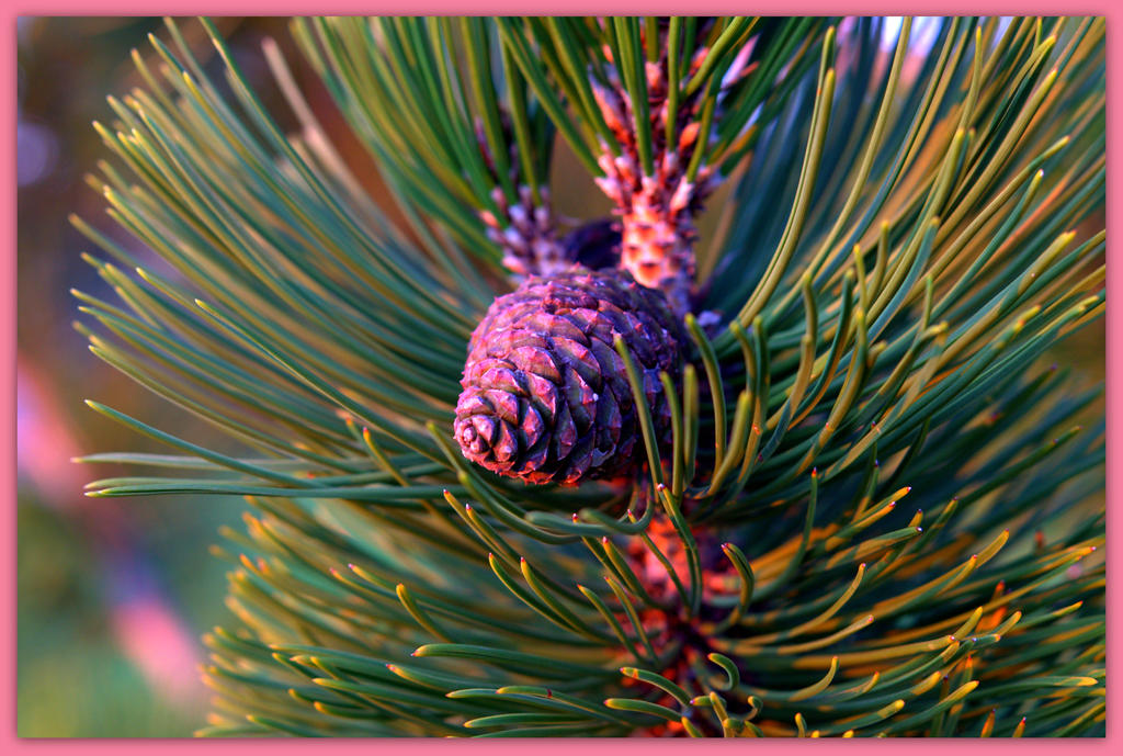 Pine Cone.jpg