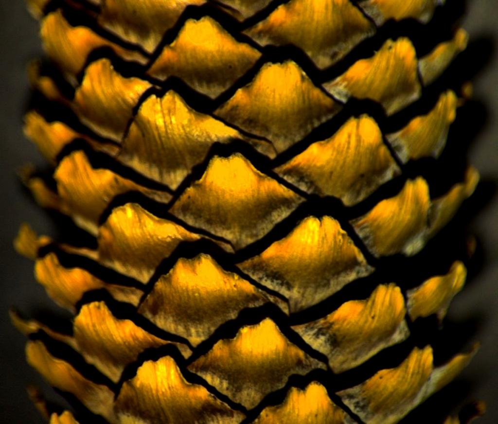 pine cone1200.jpg