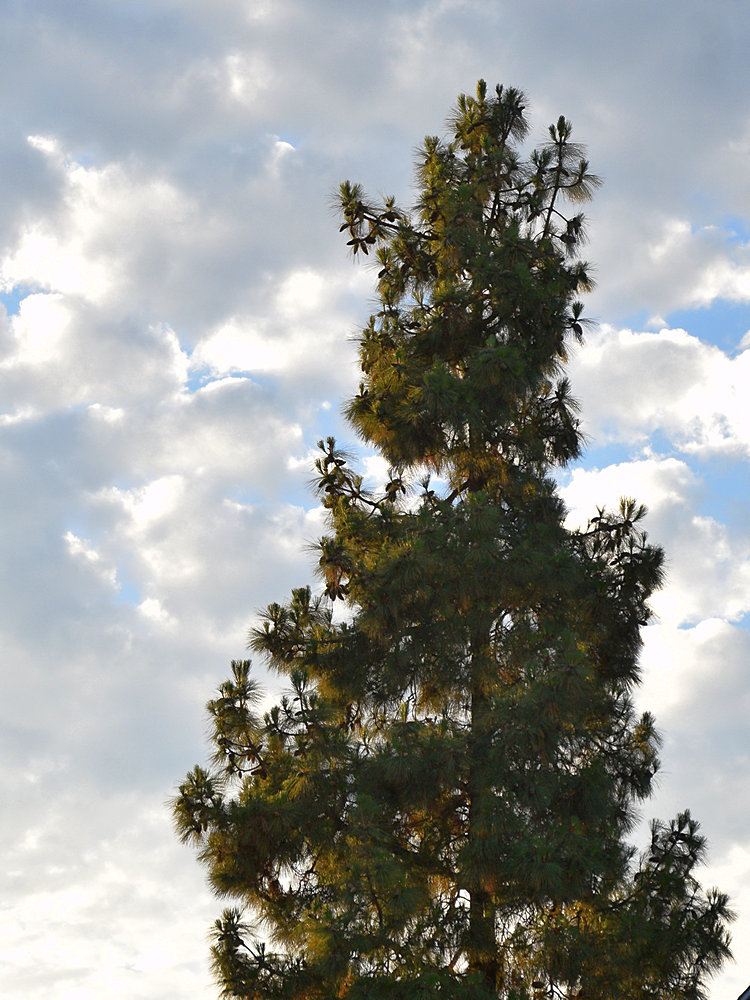 Pine.jpg